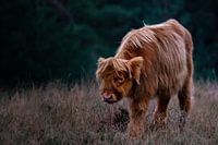 Schottischer Highlander