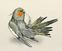 Preening cockatiel