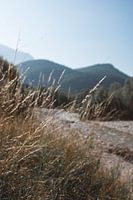 Along the river in the morning light