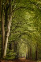 In den morgendlichen Wäldern