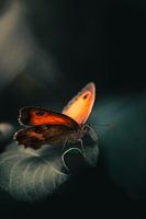 Papillon orange mystique sur une feuille sombre - la nature en contraste