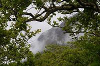 Berge hinter Bäumen