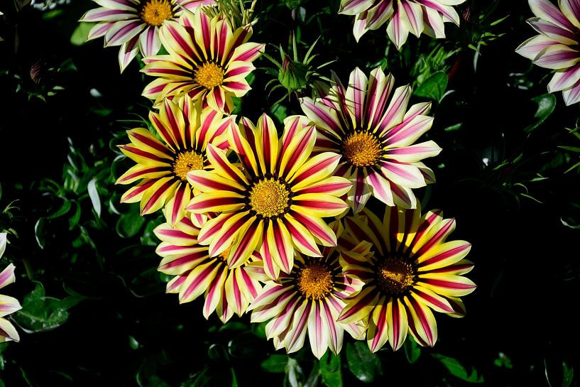 Schatzblume von Frank's Awesome Travels