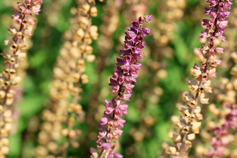 Verwelkte Blumen von Jolanta Mayerberg
