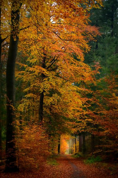 Pfad durch einen Buchenwald im Herbst von Sjoerd van der Wal Fotografie