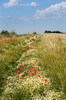 Summer meadow on Rügen