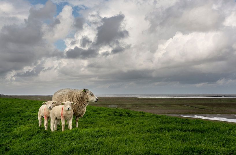 Sheep on the Waddendijk in the province of Groningen by Bo Scheeringa Photography