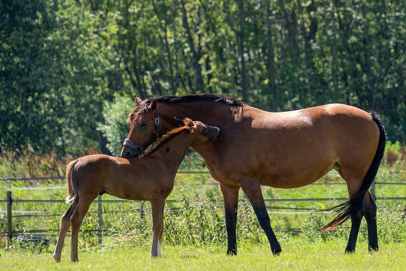 Stute mit Fohlen auf der Wiese von Helene van Rijn
