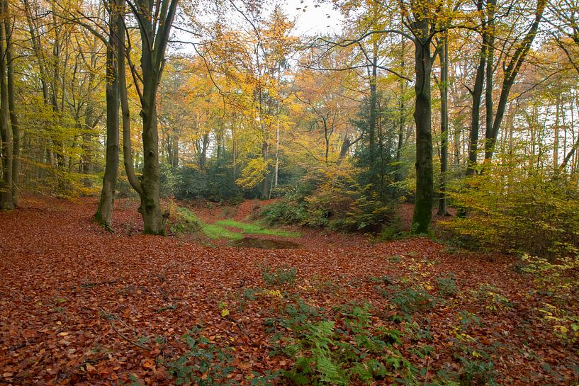 Herbst im Wald von Gert Hilbink