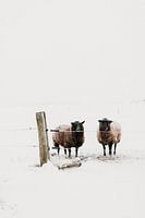 Curious sheep in the winter | outdoor photography