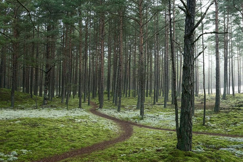Komm zusammen von Marloes van Pareren