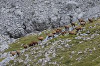 Gamsrudel in den Alpen