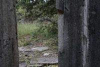 Remains of a wooden garden fence