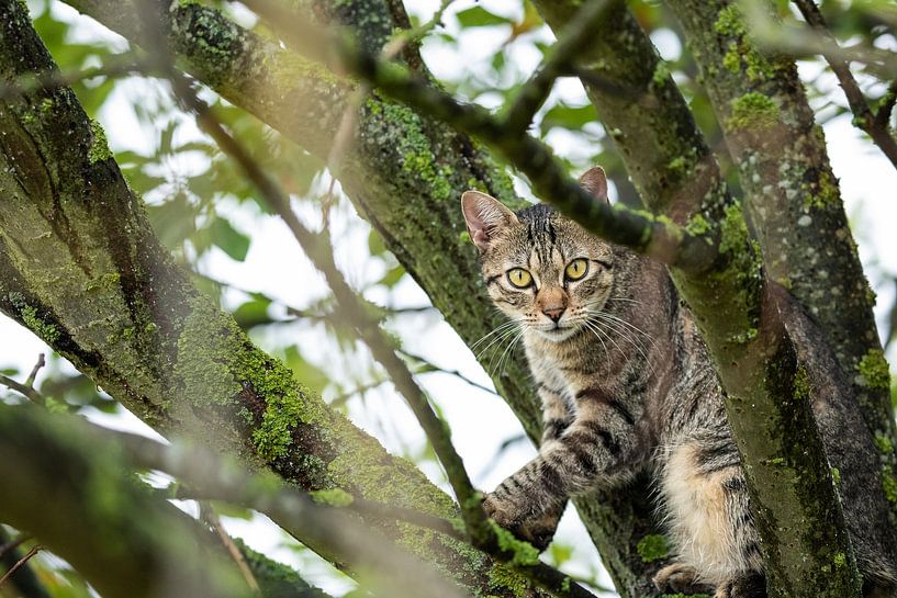 tabby cat in natural environment by VIDEOMUNDUM