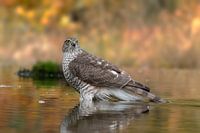 Moineau avec de belles couleurs d'automne à l'arrière-plan
