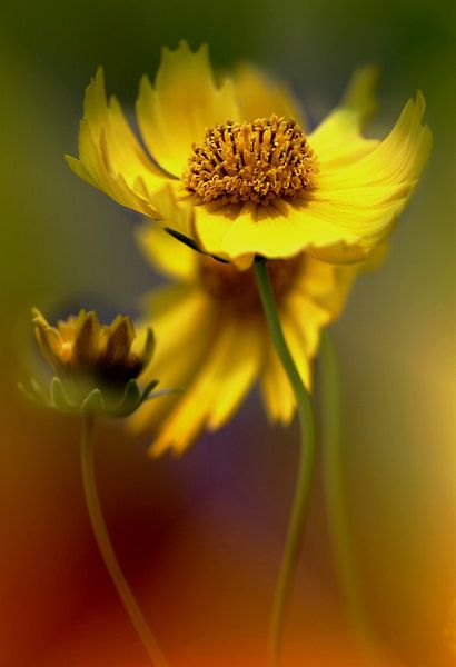 Augen der Mädchen von Marlies Prieckaerts