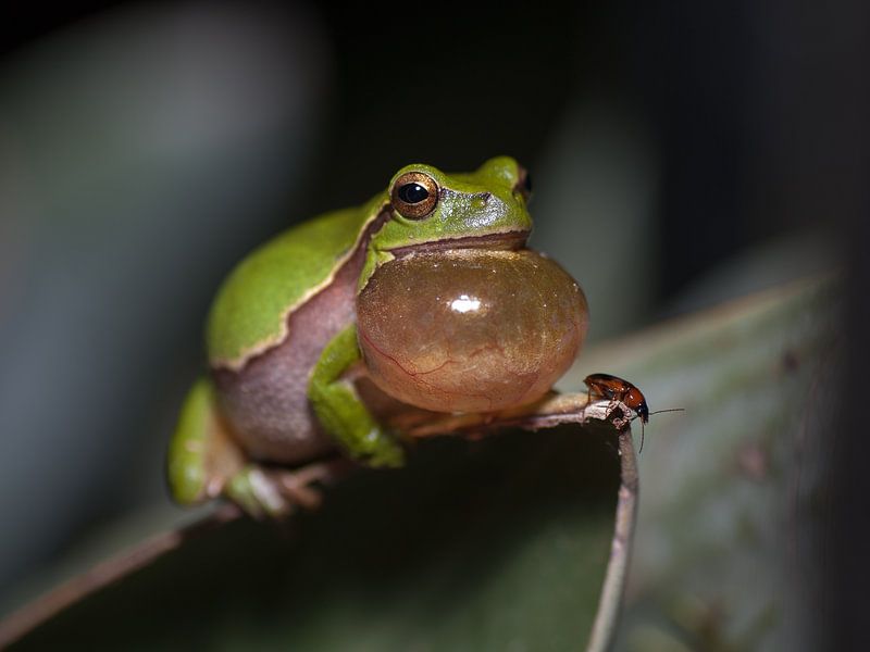 Kwaken von Bob de Bruin