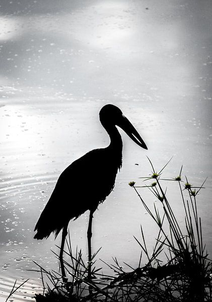 stork by Ed Dorrestein