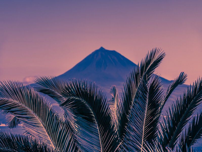 Palmier rose par Alexander Dorn