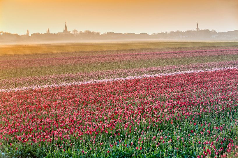 Champs de tulipes en fleurs dans la brume du matin par Frans Lemmens