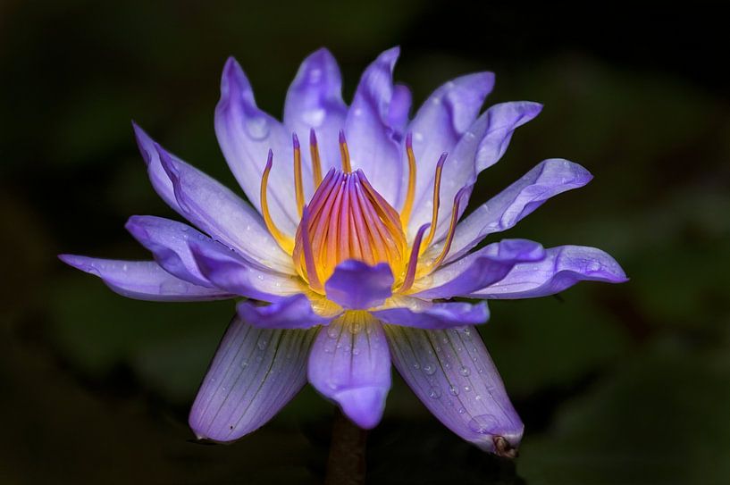 Seerose von Ada van der Lugt