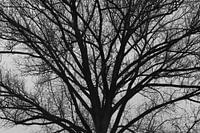 Tree in black and white