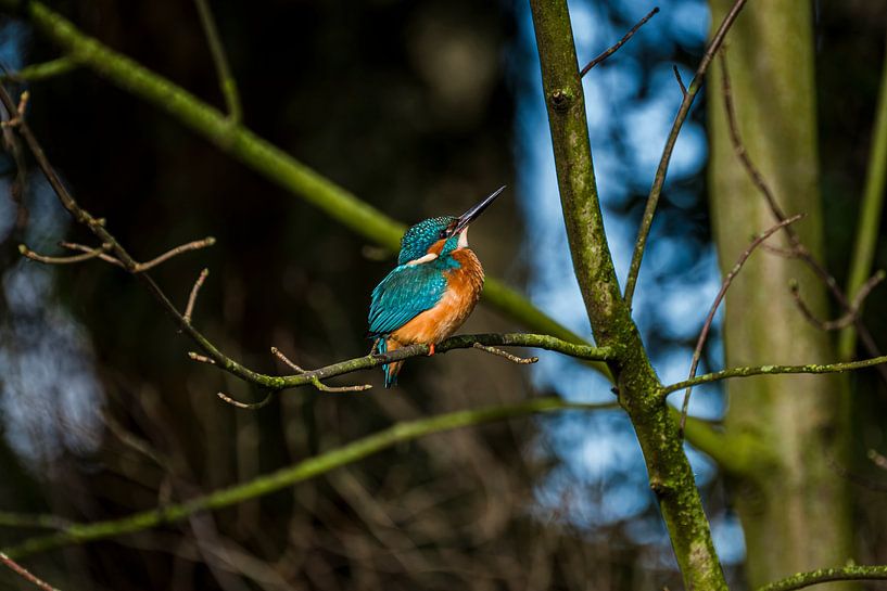 Martin-pêcheur en train de prendre un bain de soleil, martin-pêcheur en train de prendre un bain de soleil par Corrine Ponsen