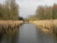 Rietkragen aan de waterkant in Flevoland