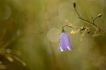 Harebell with bokeh von Gonnie van de Schans