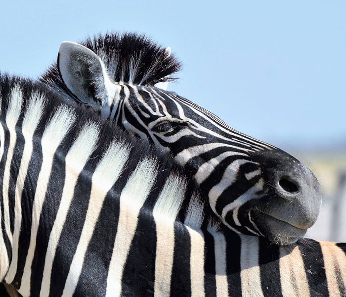 Streifzüge durch die Freundschaft von Zeno Swijtink