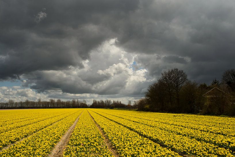 Yellow flowers under a dark sky by Remco Swiers
