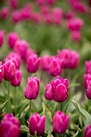 Tulipes violettes dans un champ de fleurs | photo d'art nature | art botanique