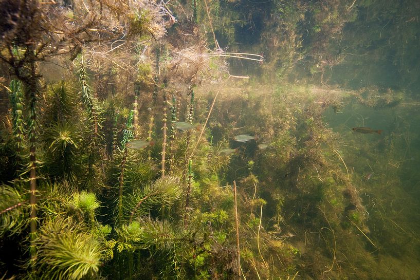 fossé par Arthur de Bruin
