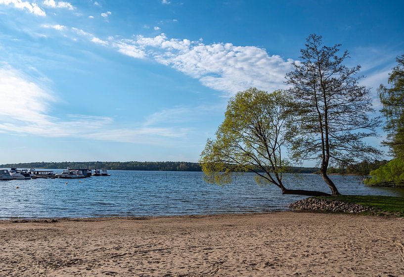 Müritz National Park landscape in the Mecklenburg Lake District in Germany by Animaflora PicsStock