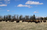 American prairie bison