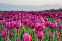 Un magnifique champ de tulipes violettes en Frise