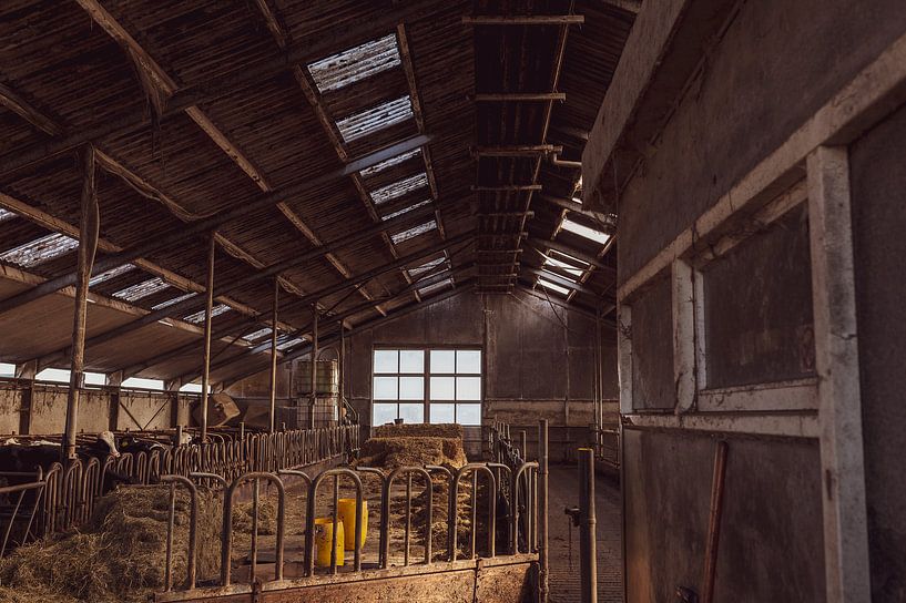 Kuhstall mit Lichtbalken von Andrea de Grauw