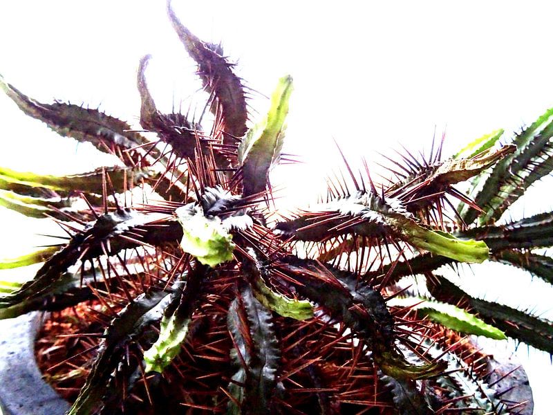 Kamerplant: SciFi Cactus 2 - 1 von MoArt (Maurice Heuts)