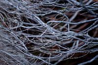 Roots of a heather plant - Botanical interior