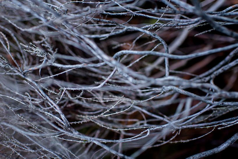 Roots of a heather plant - Botanical interior by Linda Bouritius