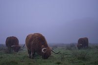Les Highlanders écossais dans le brouillard