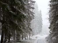 Stille weiße Welt: Schwedischer Winterwald im Schnee