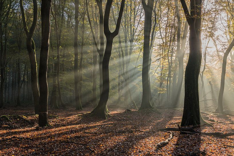 Rayons crépusculaires dans un Speulderbos d'automne 1 par Jeroen de Jongh Photographie