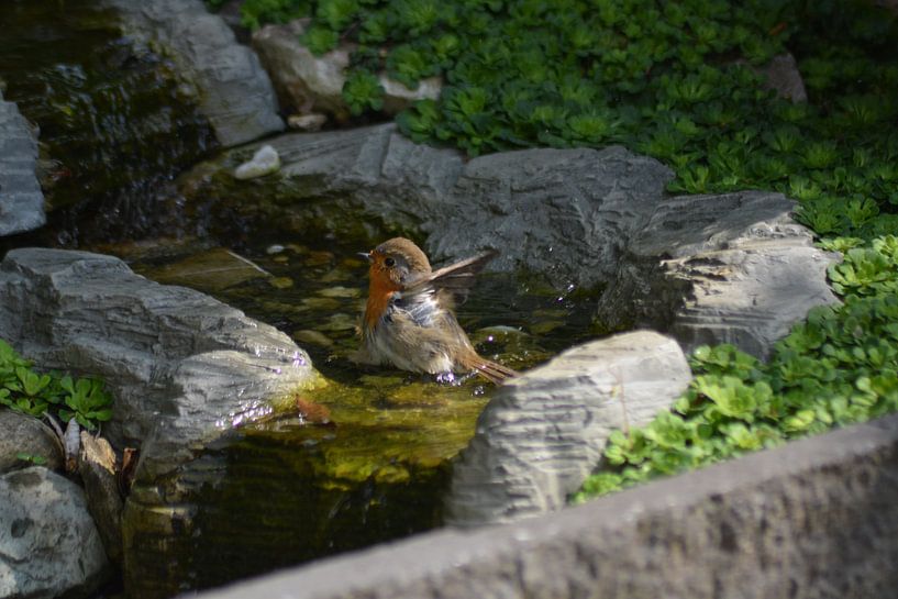 Robin (2 von 2 Luken) von FotoGraaGHanneke