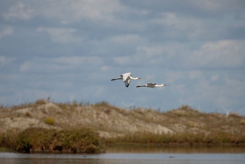 Fluglöffler von Tanja van Beuningen