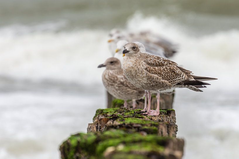 Meeuwen op een Golfbreker op het strand van Cadzand-bad van John van de Gazelle fotografie
