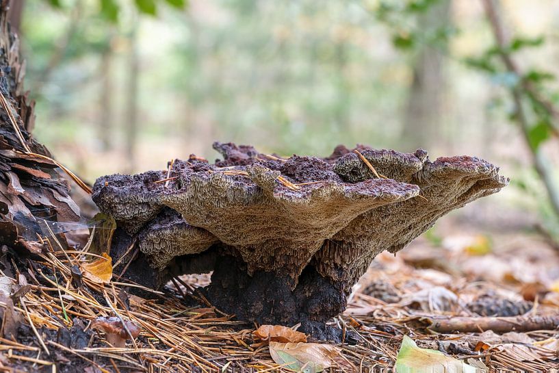 Schöner Kiefernfußpilz in Panland Utrecht mit zartgrünem Hintergrund von Jolanda Aalbers