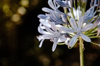 Flowers from Portugal no. 3