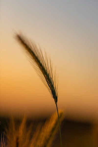 silhouette d'un chœur pendant l'heure d'or en été par Kim Willems