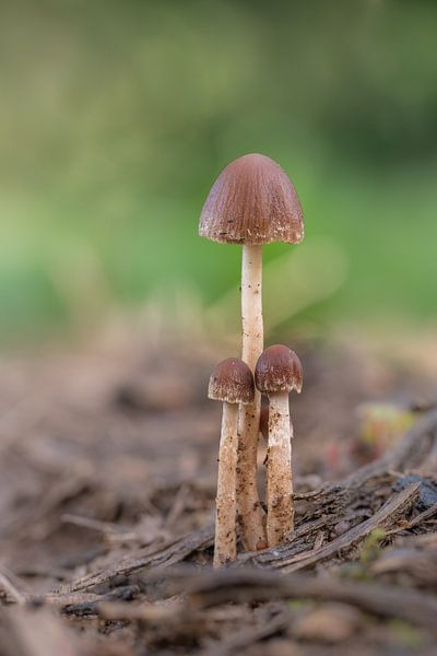 Champignons par Moetwil en van Dijk - Fotografie